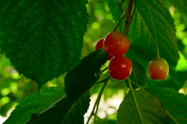 Albero Con Ciliegie Acerbe Che Crescono All Aperto Concetto Estivo — Foto Stock