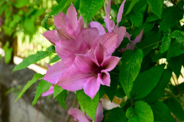 Belles Fleurs Clématites Poussant Dans Jardin Journée Ensoleillée Été — Photo