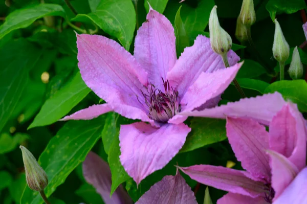 Piękne Kwiaty Clematis Rośnie Ogrodzie Letni Słoneczny Dzień — Zdjęcie stockowe