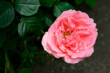 Güneşli yaz gününde bahçede büyüyen güzel parlak bir gül. 