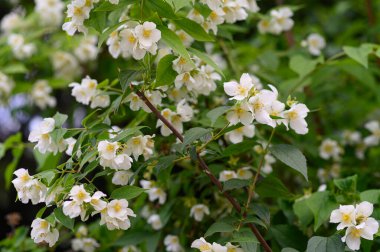 Yasemin çiçeği açan ağaç dalları, güzel çiçekler, yakın plan, bahar konsepti  