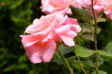 Güneşli yaz gününde bahçede büyüyen güzel parlak güller. 