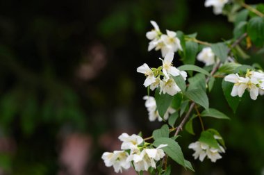 Yasemin çiçeği açan ağaç dalları, güzel çiçekler, yakın plan, bahar konsepti  