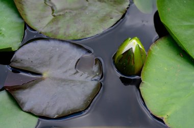 Güzel çiçek açan nilüfer çiçekleri yaz günü gölette büyür. 