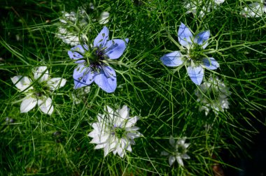 Güneşli yaz gününde bahçede büyüyen güzel, parlak çiçekler. 