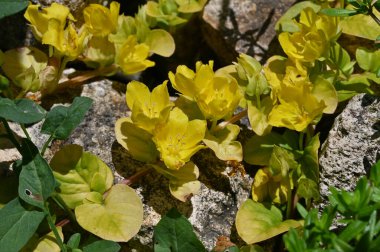 Güneşli yaz gününde bahçede büyüyen güzel, parlak çiçekler. 