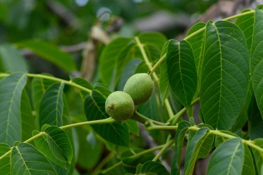 Yeşil yapraklı ve cevizli ağaç dalları, yakın görüş. 