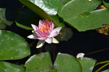 Güzel çiçek açan nilüfer çiçekleri yaz günü gölette büyür. 