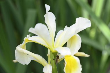 Güneşli yaz gününde bahçede yetişen güzel, parlak çiçekleri dölleyen arılar. 