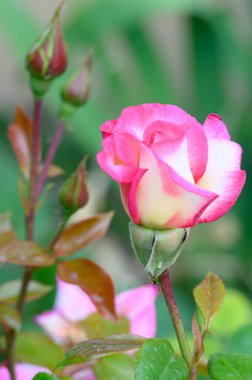 Güneşli yaz gününde bahçede büyüyen güzel parlak güller. 