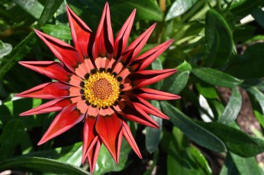 Güneşli yaz gününde bahçede büyüyen güzel, parlak çiçek. 