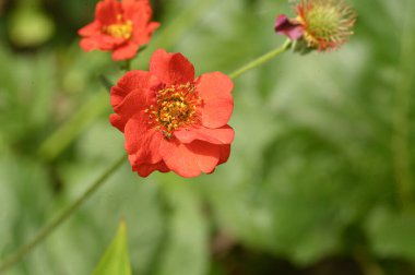 Güneşli yaz gününde bahçede büyüyen güzel, parlak çiçekler. 