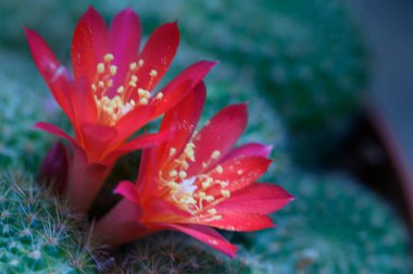 Güneşli yaz gününde bahçede büyüyen güzel, parlak çiçekler. 