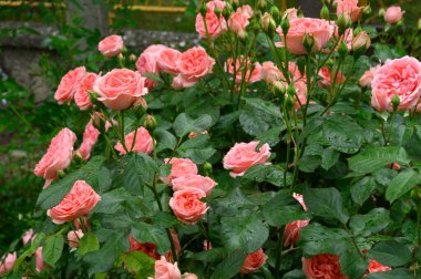 Güneşli yaz gününde bahçede büyüyen güzel parlak güller. 