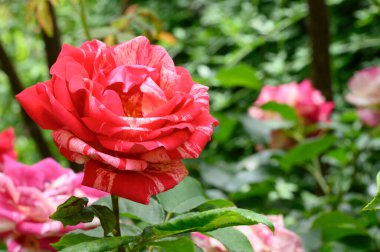 Güneşli yaz gününde bahçede büyüyen güzel parlak güller. 