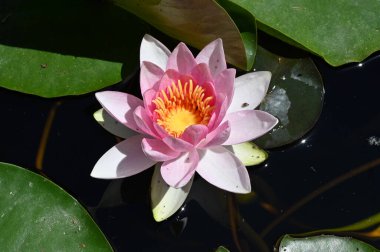 Güzel çiçek açan nilüfer çiçekleri yaz günü gölette büyür. 