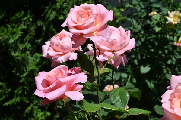 Όμορφα Φωτεινά Τριαντάφυλλα Που Αναπτύσσονται Στον Κήπο Την Ηλιόλουστη Μέρα — Φωτογραφία Αρχείου