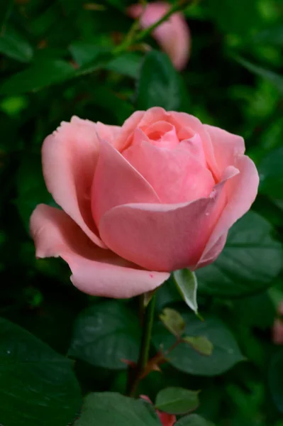 Hermosa Rosa Brillante Creciendo Jardín Verano Día Soleado —  Fotos de Stock