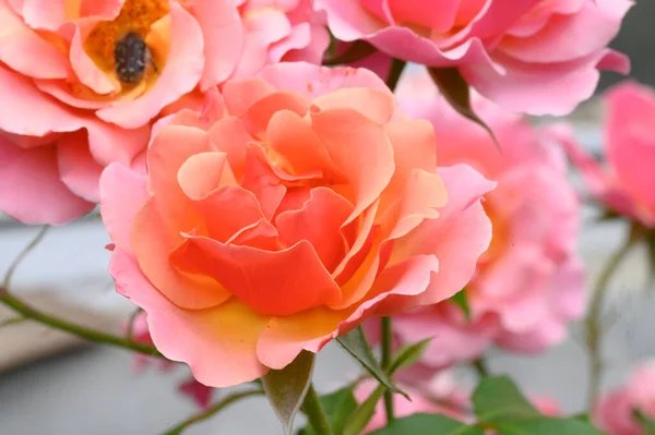 Schöne Helle Rosen Die Sonnigen Sommertagen Garten Wachsen — Stockfoto