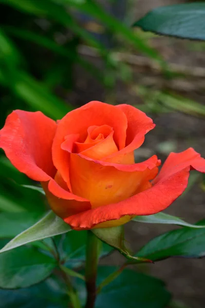 Piękna Jasna Róża Rośnie Ogrodzie Letni Słoneczny Dzień — Zdjęcie stockowe