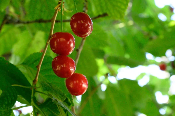 Árbol Con Cerezas Maduras Creciendo Aire Libre Concepto Verano Vista — Foto de Stock