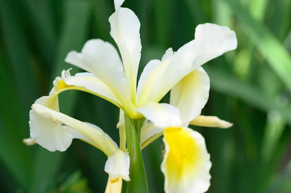 夏日阳光明媚的花园里生长着美丽而明亮的花朵 — 图库照片