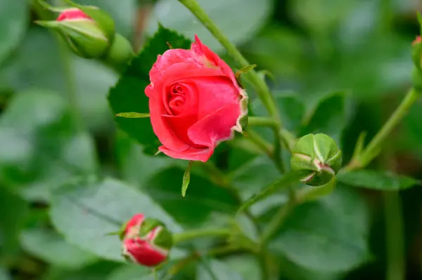 Belas Rosas Brilhantes Crescendo Jardim Dia Ensolarado Verão — Fotografia de Stock