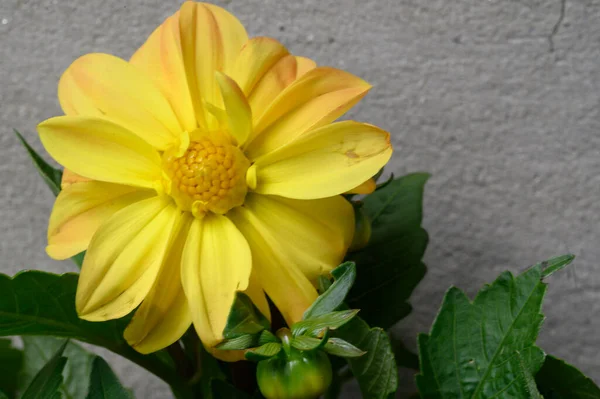 Mooie Heldere Bloem Groeien Tuin Zomer Zonnige Dag — Stockfoto