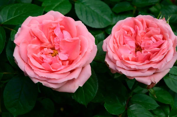 Belas Rosas Brilhantes Crescendo Jardim Dia Ensolarado Verão — Fotografia de Stock