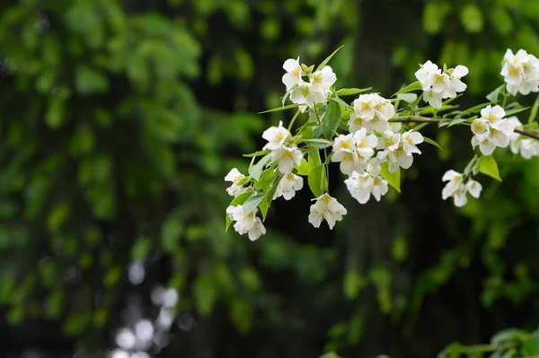 茉莉花枝条 花朵美丽 春意盎然 — 图库照片