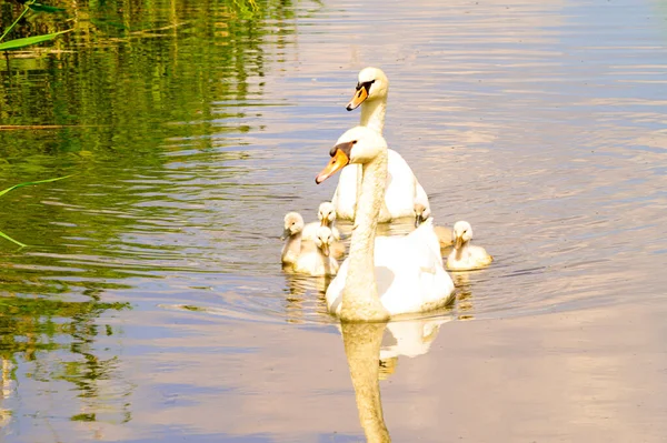 Belos Cisnes Brancos Com Filhotes Nadando Superfície Água Lago Dia — Fotografia de Stock