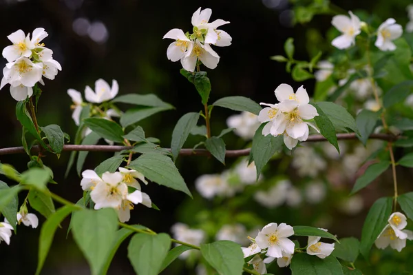 Jasmine Kwitnące Gałęzie Drzew Pięknymi Kwiatami Zbliżenie Wiosenna Koncepcja — Zdjęcie stockowe