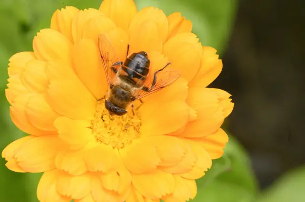 Abeille Pollinisant Belle Fleur Lumineuse Poussant Dans Jardin Journée Ensoleillée — Photo