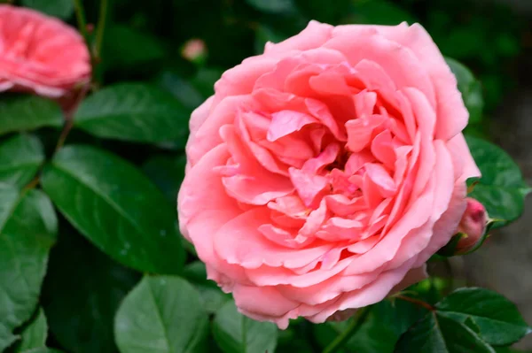夏の晴れた日に庭で育つ美しい明るいバラ — ストック写真