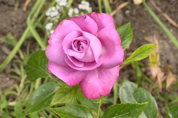 Bella Rosa Brillante Che Cresce Giardino Estate Giornata Sole — Foto Stock