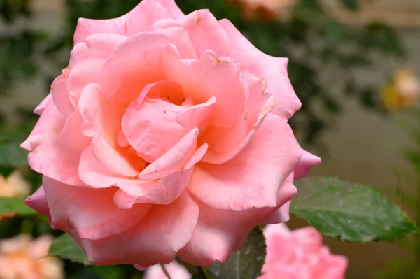 Hermosas Rosas Brillantes Que Crecen Jardín Verano Día Soleado — Foto de Stock