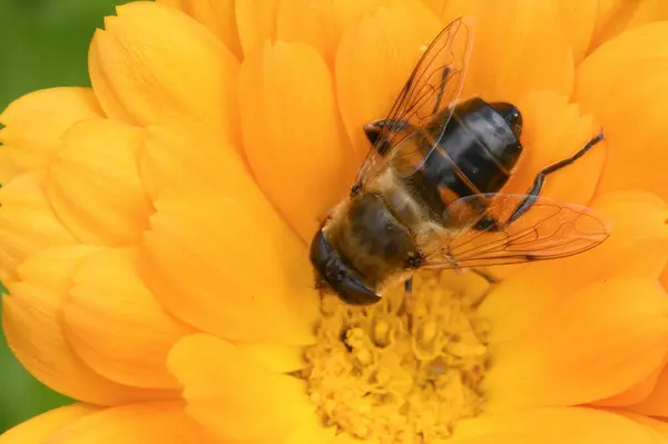 Abeille Pollinisant Belle Fleur Lumineuse Poussant Dans Jardin Journée Ensoleillée — Photo