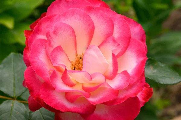 Schöne Helle Rose Wächst Garten Sonnigem Sommertag — Stockfoto