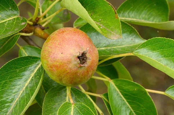 Arbre Poire Mûre Poussant Plein Air Concept Été Vue Rapprochée — Photo