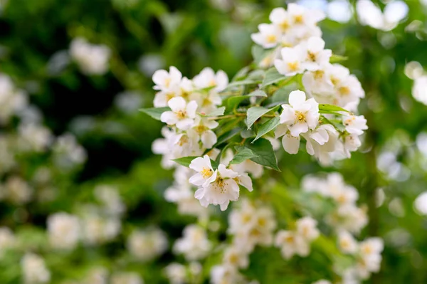 Jasmijn Bloeiende Boomtakken Met Prachtige Bloemen Close Lente Concept — Stockfoto