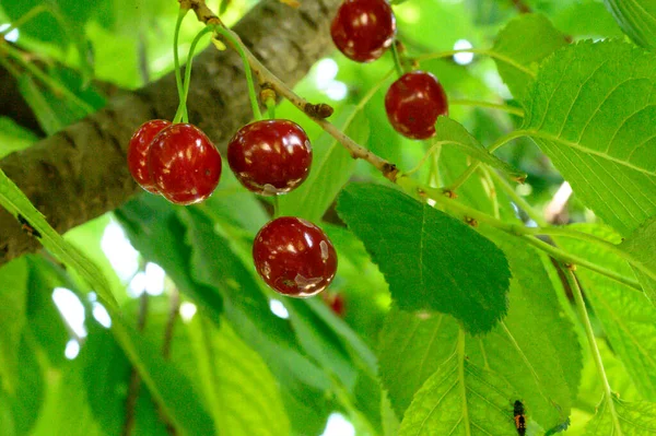 Olgun kirazlı ağaç açık havada büyüyor, yaz konsepti, yakın görüş  