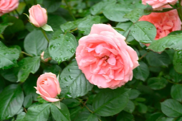 Belas Rosas Brilhantes Crescendo Jardim Dia Ensolarado Verão — Fotografia de Stock