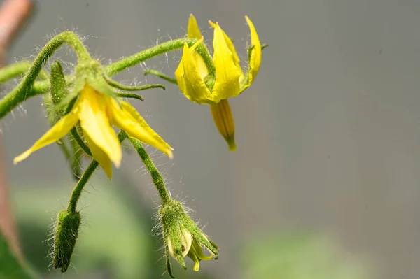 Bellissimi Fiori Luminosi Che Crescono Giardino Estate Giornata Sole — Foto Stock