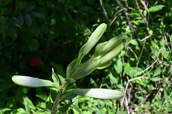 Beaux Lis Lumineux Poussant Dans Jardin Journée Ensoleillée Été — Photo