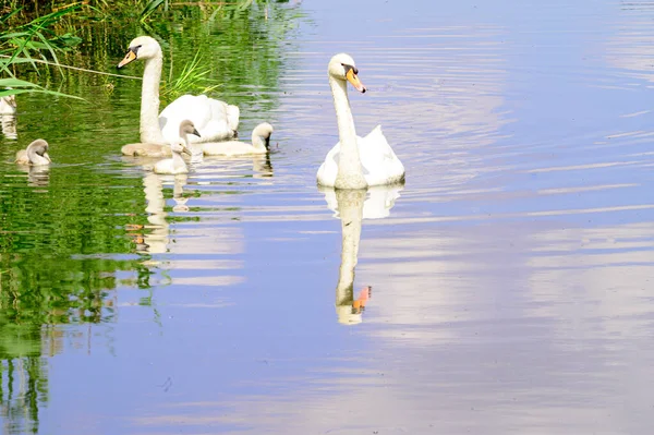 Hermosos Cisnes Blancos Con Cachorros Nadando Superficie Del Agua Del — Foto de Stock