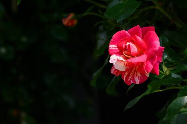 Güneşli yaz gününde bahçede büyüyen güzel parlak bir gül. 