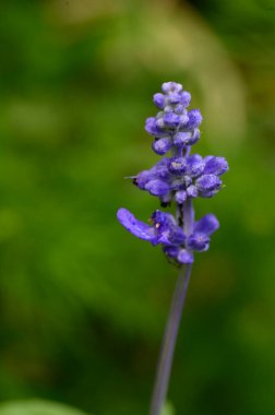 Güneşli yaz gününde bahçede büyüyen güzel, parlak çiçekler. 