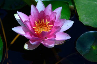 Güzel çiçek açan nilüfer çiçekleri yaz günü gölette büyür. 