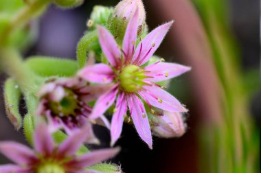 Güneşli yaz gününde bahçede büyüyen güzel, parlak çiçekler. 