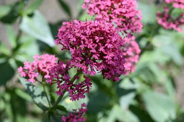 Belles Fleurs Lilas Lumineux Poussant Dans Jardin Journée Ensoleillée Été — Photo